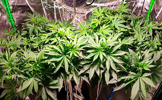 Неделя 7: смена режима освещения перевод на цветение куста Bubba Island Kush