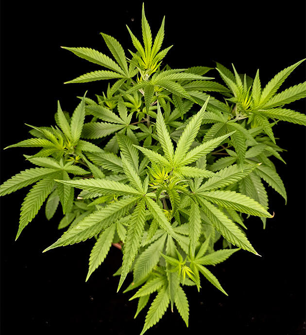 Перевод конопли на цветение 6 неделя Tropicana Cookies FF от FastBuds