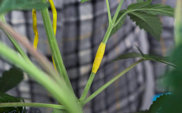 Фиксация сломанного стебля изолентой