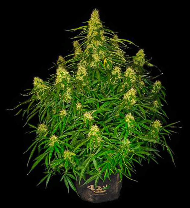 Рост шишек и покрытие смолой Куст Z-Up Auto на 8 неделе выращивания
