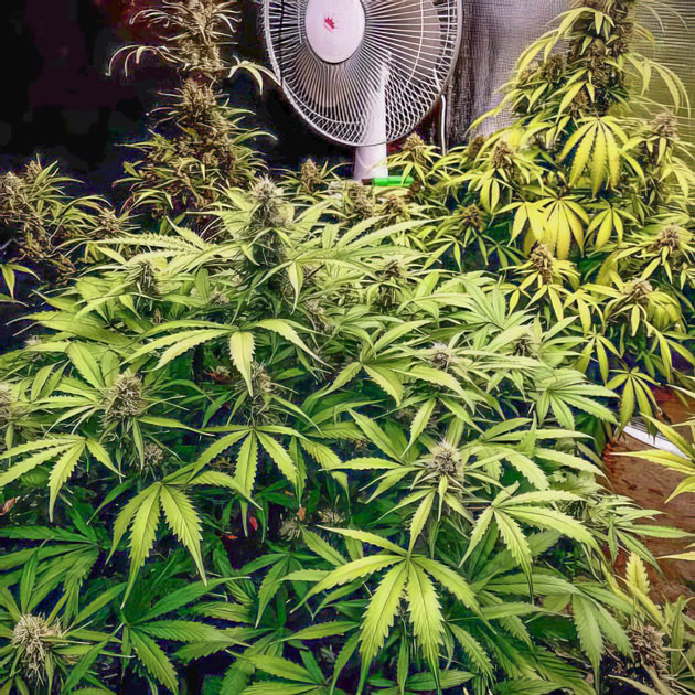 Куст Strawberry Gorilla Auto ростом 65 см