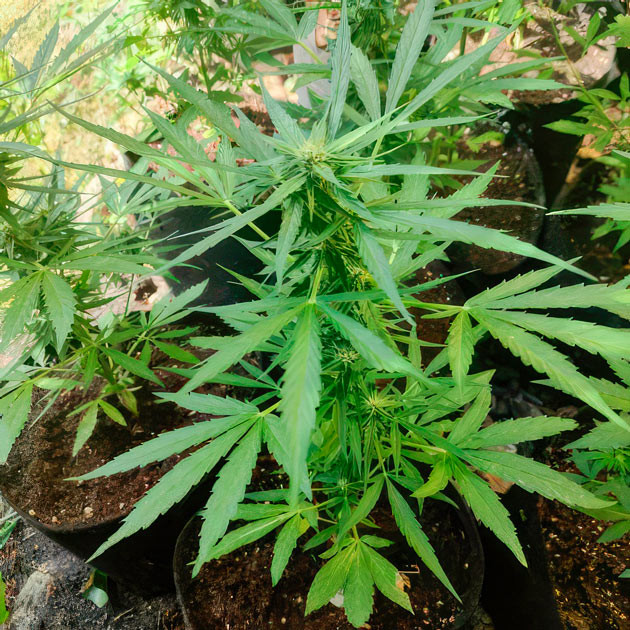 Titan F1 Auto ростом 60 см