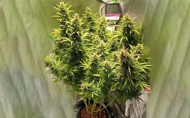 Cоцветие Auto Lemon Kix