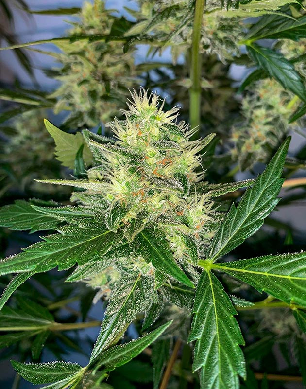 Куст Zkittles Auto на 8 неделе выращивания