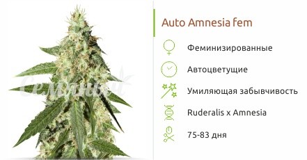 Auto Amnesia fem от Семяныча