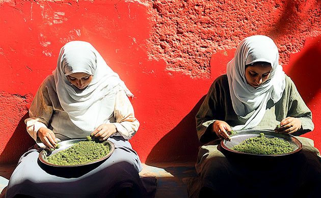 Конопляный концентрат: бабл хэш и его сушка