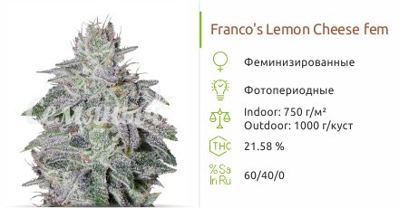 Сорт конопли Franco's Lemon Cheese Franco's Lemon Cheese fem (Green House Seeds)