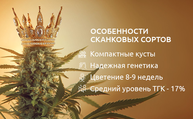 Особенности сканковых сортов