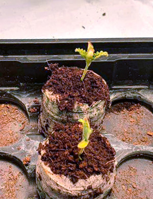 Ростки с первой парой листьев