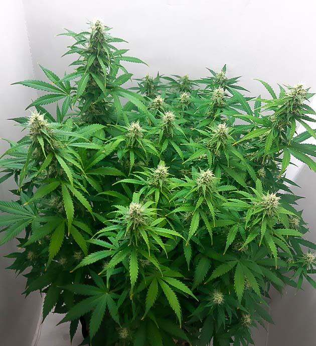 Полив раствором для цветения Куст Gorilla Cookies Auto на 11 неделе выращивания