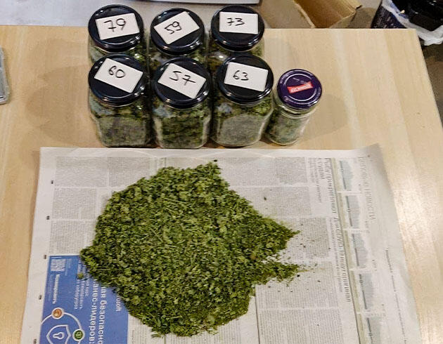 Собранные шишки конопли