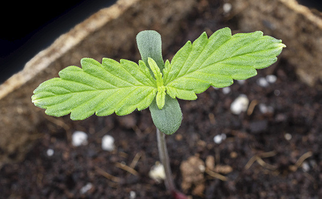 1 неделя выращивания сорта Gorilla Cookies Auto Росток Gorilla Cookies Auto