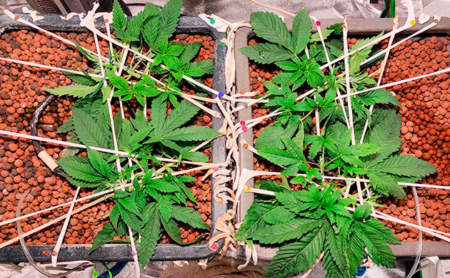 Неделя 4: высокие темпы роста начало тренировок на 4ой неделе