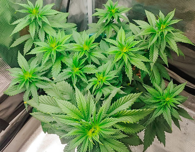 Стимуляция цветения сорта Blueberry OG Перевод на цветение растения Blueberry OG