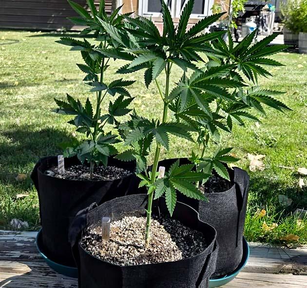 Конопля ростом 45 см