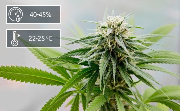 Период цветения конопли