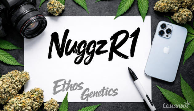 Гроурепорт сорта конопли Nuggz R1 от Ethos Genetics