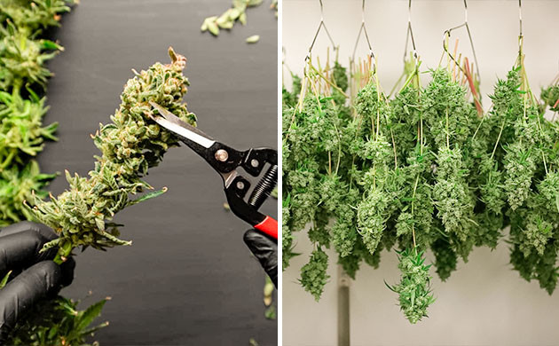 Методы обрезки бутонов конопли