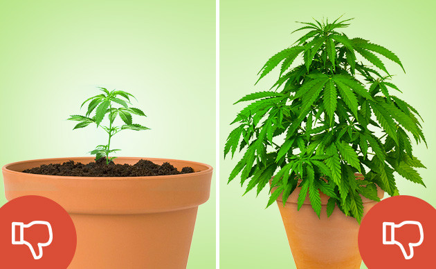 Слабый корень из-за маленького горшка Слабый корень из-за маленького горшка