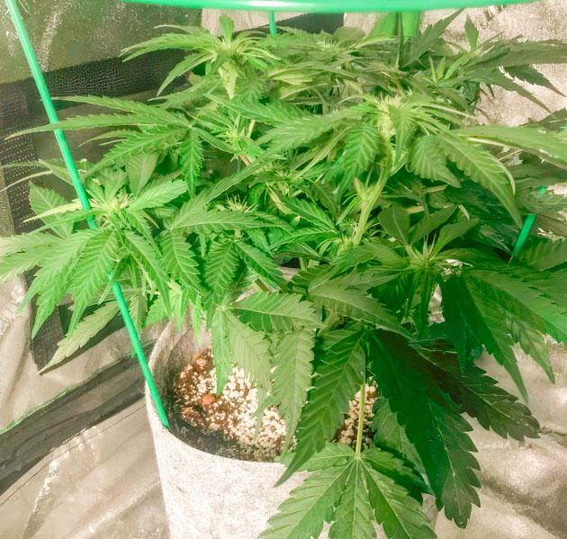 Начало цветения конопли Куст Gorilla 4 Autoflower на 6 неделе развития