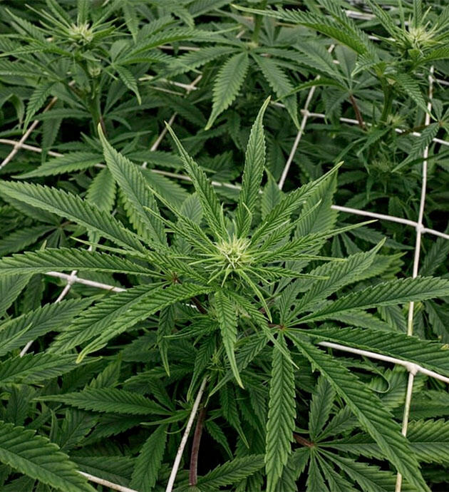 Конопля на 10 неделе роста