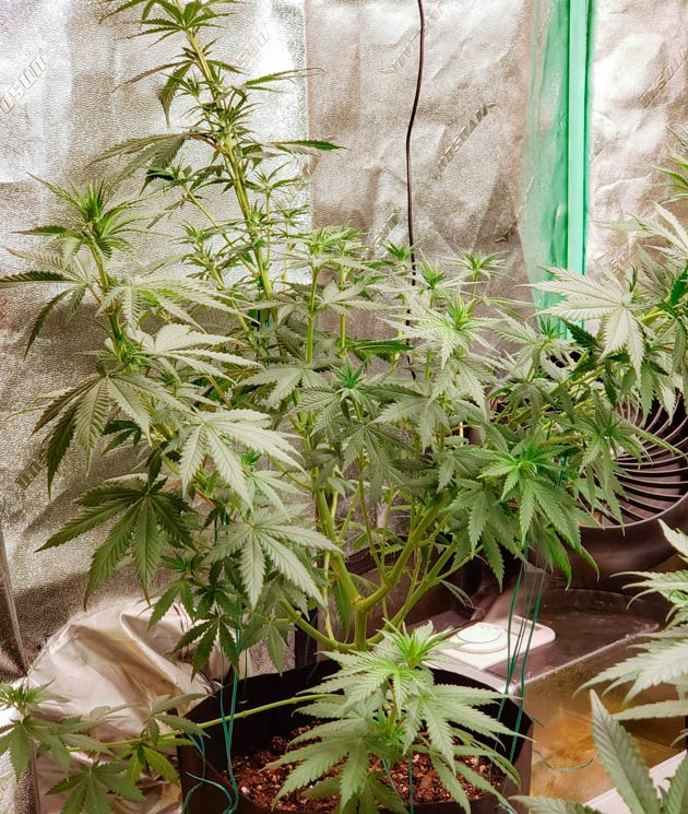 Куст Bruce Banner #3 от Herbies Seeds на 6 неделе