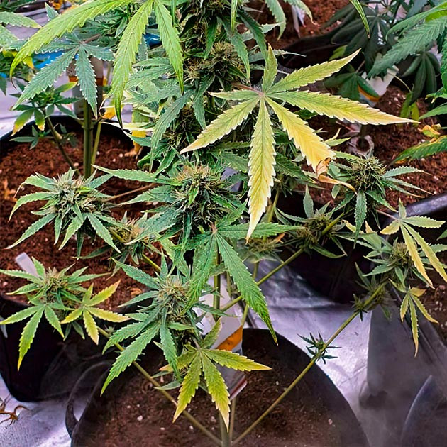 Куст Keep Frosted Guava Auto от Seedkeepers на 9 неделе