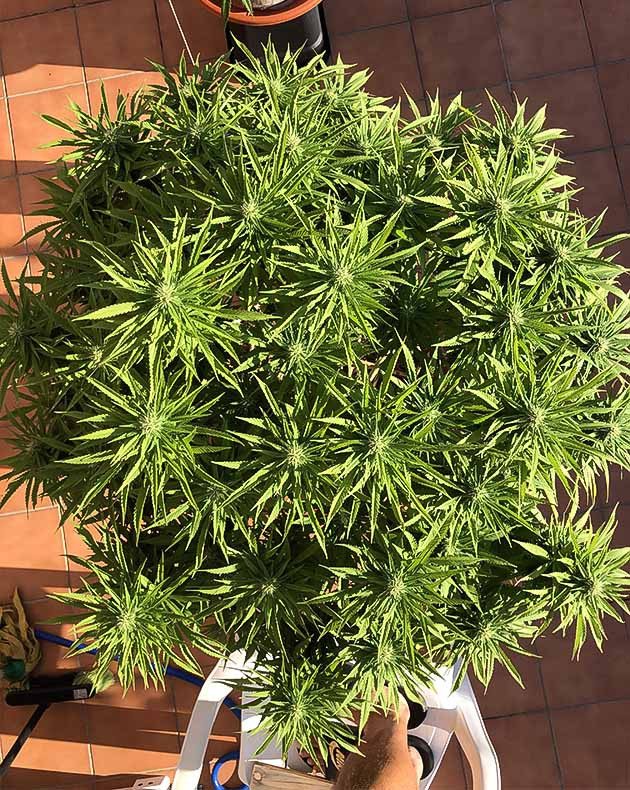 Дефолиация куста Sensi Star