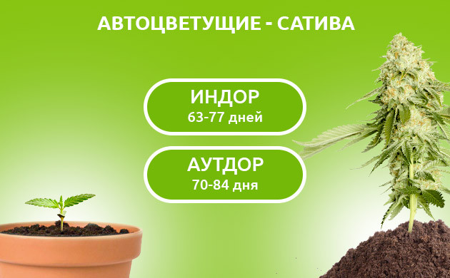 Жизненный цикл сативных автоцветов Время от посадки до сбора урожая автоцветущей сативы