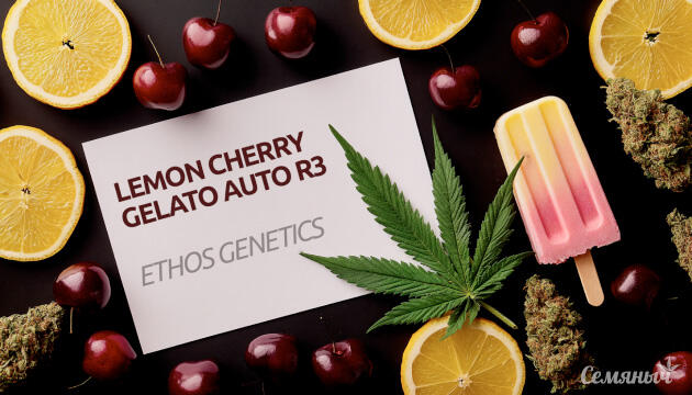 Выращивание сорта марихуаны Lemon Cherry Gelato Auto R3 от Ethos Genetics Гроурепорт сорта Lemon Cherry Gelato Auto R3 от Ethos Genetics