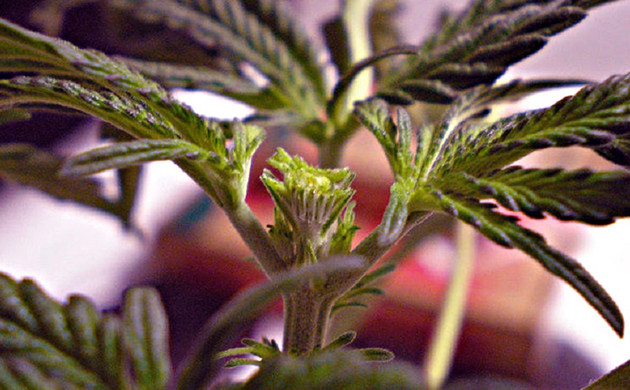 Применение FIM-обрезки Срез более 70% верхушки куста