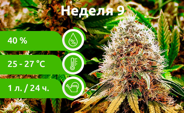 Неделя 9: К финишу