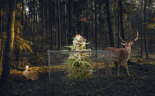 Ограждение от нападения животных