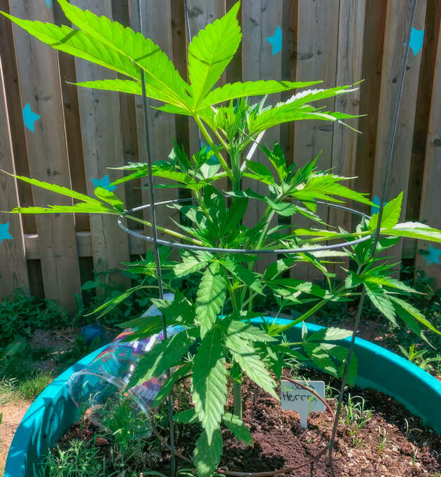 Растишка Jack Herer на 4 неделе выращивания