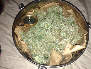 Урожай марихуаны Gorilla Auto