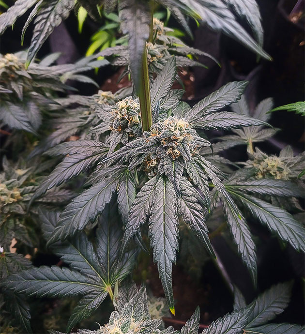 High Society: проверка трихом под микроскопом