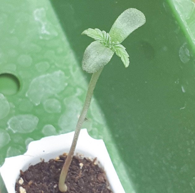 Проращивание семян конопли Wedding Cake Auto Проращивание Wedding Cake Auto