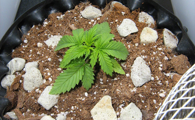 5 см роста на второй неделе