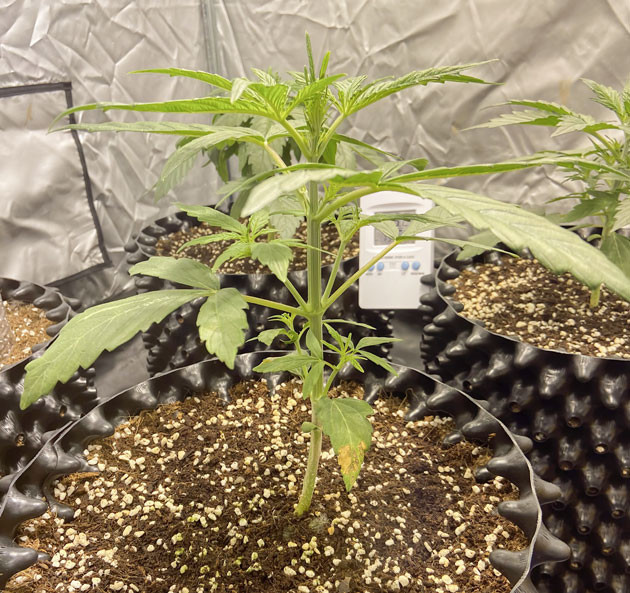 Куст Wedding Cake Auto ростом 19 см