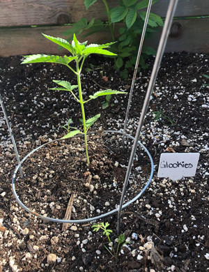 Четвертая неделя в аутдоре