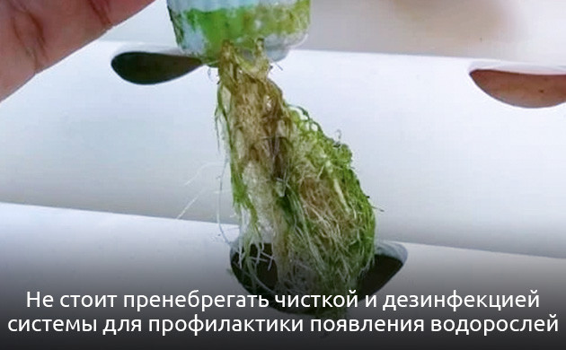 Биопленка и водоросли у конопли