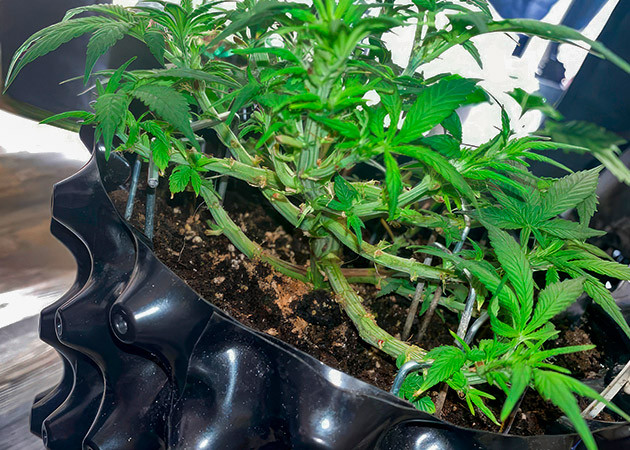 Куст Gorilla Zkittlez Auto от FastBuds на 7 неделе выращивания