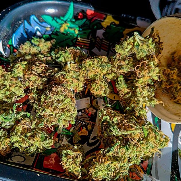 Сбор урожая конопли Харвест на 8 неделе