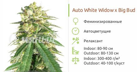 Auto White Widow x Big Bud от Female Seeds