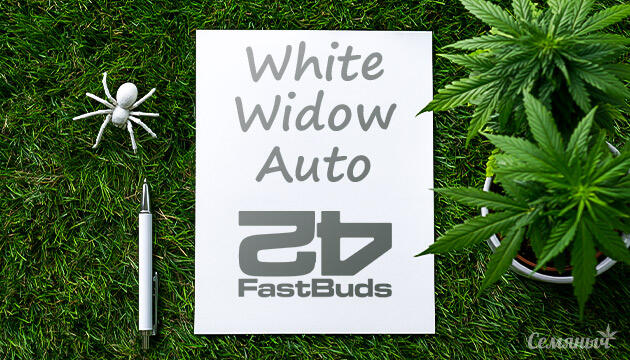 Выращивание сорта марихуаны White Widow Auto от FastBuds Гроурепорт сорта White Widow Auto от FastBuds
