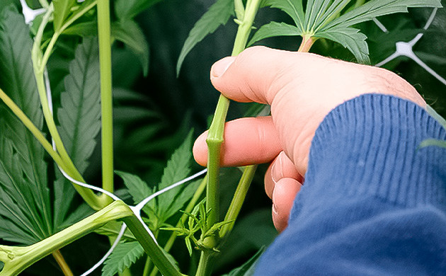 Влияние тренировок на синтез терпенов у каннабиса Методы тренировок конопли