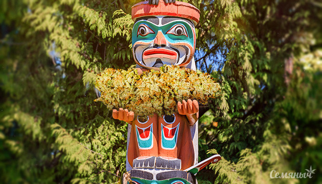 Тотемный сорт Тотем и шишка