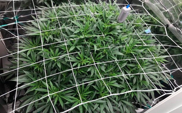 Сетка поверх листьев