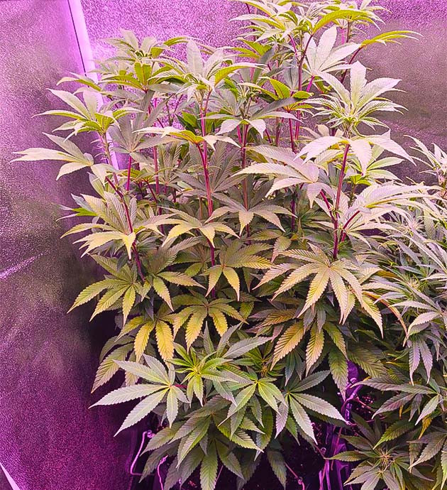 10 неделя роста Moonshine Cookies