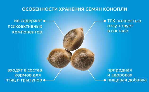 Почему хранение семян конопли не запрещено Полезные свойства семян конопли